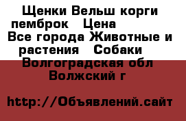 Щенки Вельш корги пемброк › Цена ­ 35 000 - Все города Животные и растения » Собаки   . Волгоградская обл.,Волжский г.
